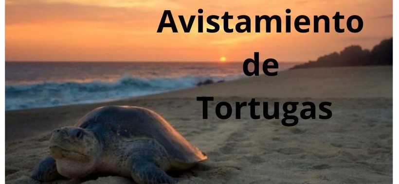Avistamiento Tortugas
