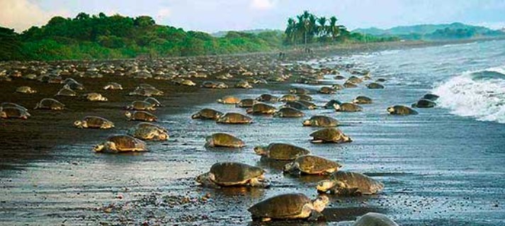Playa Tortuguero Costa Rica