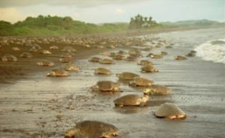 Tortuguero en Costa Rica